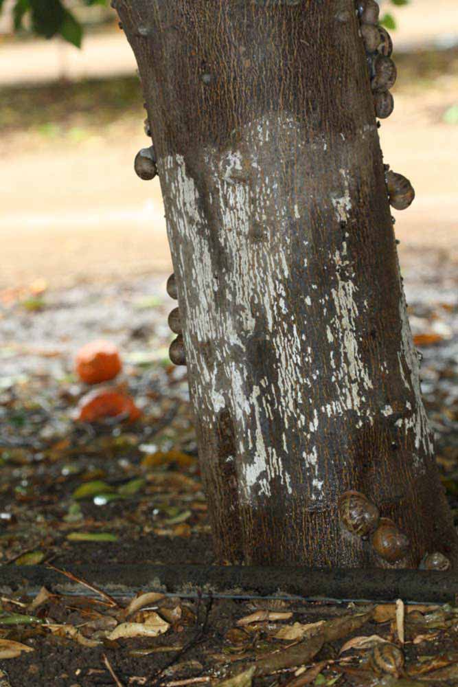            Bark (Riverside, CA)   